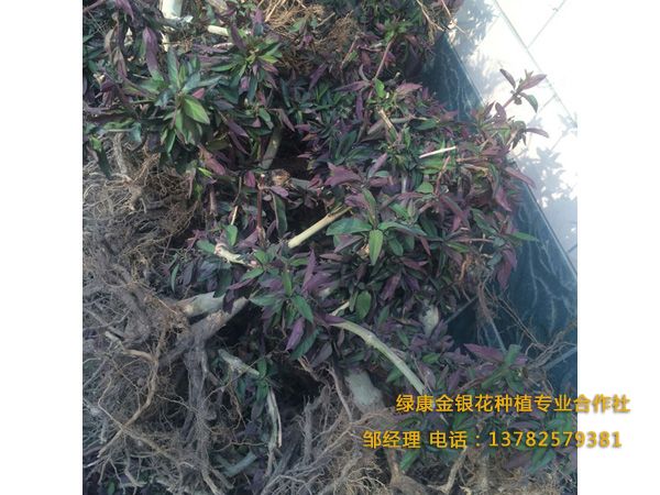 紅色金銀花 紅色金銀花