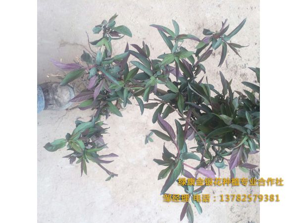 紅色金銀花 紅色金銀花