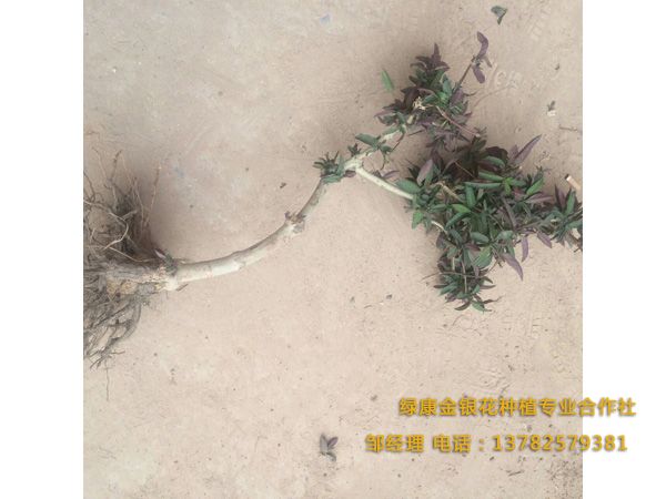 紅色金銀花 紅色金銀花