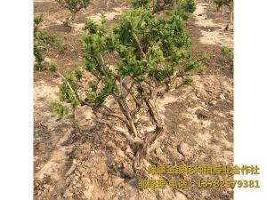 2016年11月份發(fā)貨