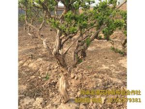 2016年11月份發(fā)貨